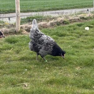 La "Eurocana Bleue" (Oeufs verts)