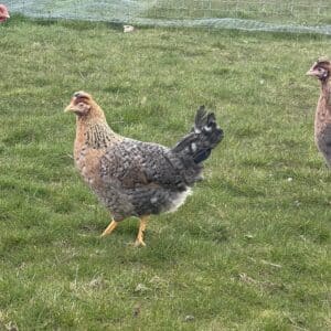 La "Eurocana Dorée" (Oeufs verts)